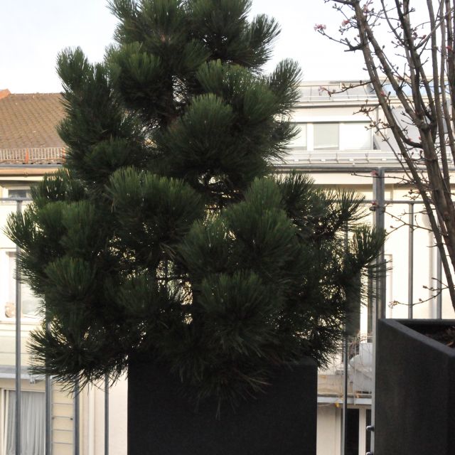 Wohnung No. 16 | Rath-Kerscher - Möbliert Wohnen am Viktualienmarkt